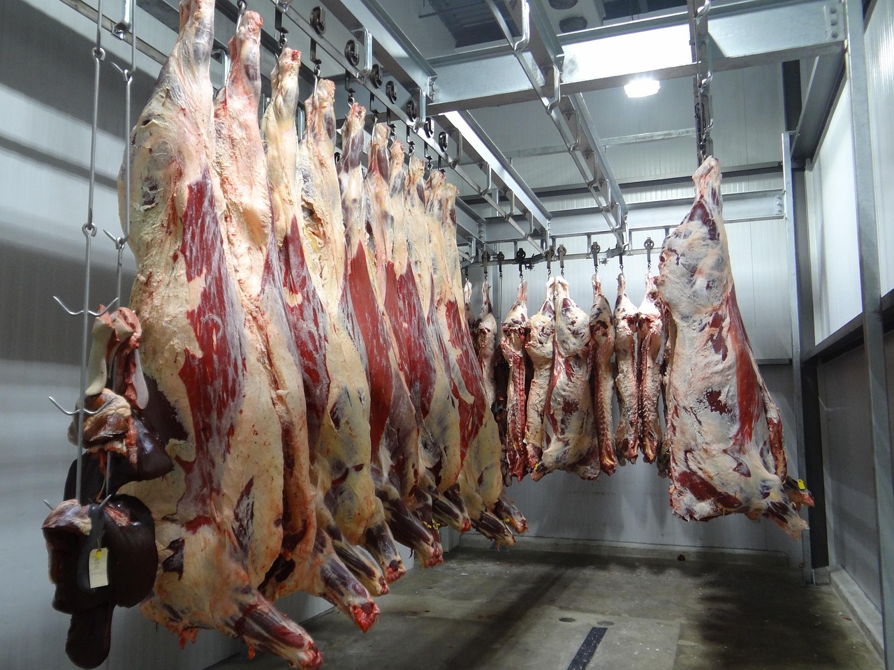 beef, cow, slaughterhouse, slaughter house, processing, facility, meat, food, butcher, slaughterhouse, slaughterhouse, slaughterhouse, slaughterhouse, slaughterhouse, slaughter house, slaughter house, slaughter house